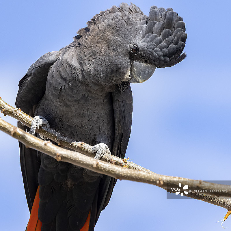 红尾黑凤头鹦鹉图片素材