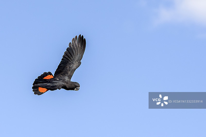 红尾黑凤头鹦鹉图片素材