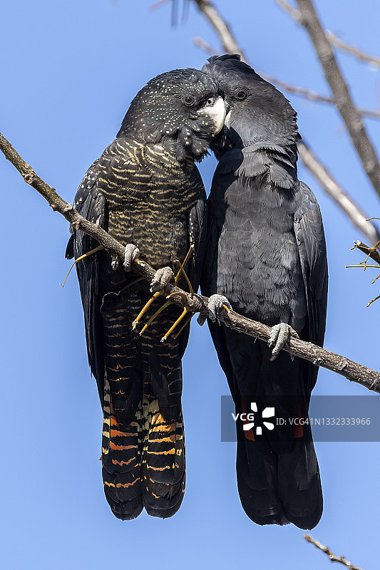 红尾黑凤头鹦鹉图片素材