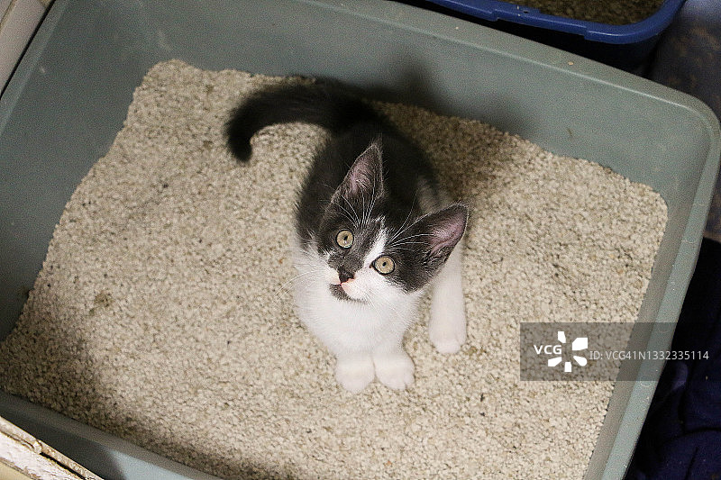 小猫坐在猫砂盆里，抬头看着镜头图片素材