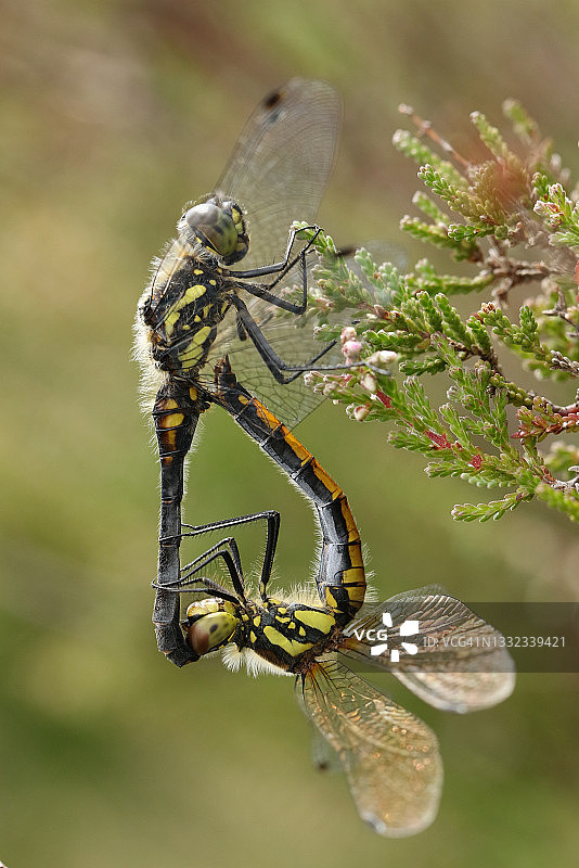 栖息在石楠花上的黑色箭蜓交配图片素材