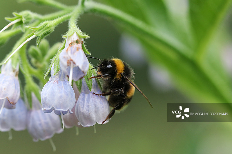夏季草地中给聚合草花授粉的大黄蜂图片素材