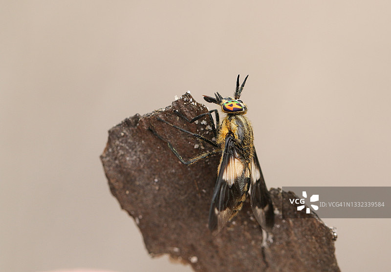 栖息在荒地树枝上的张开的鹿虻图片素材