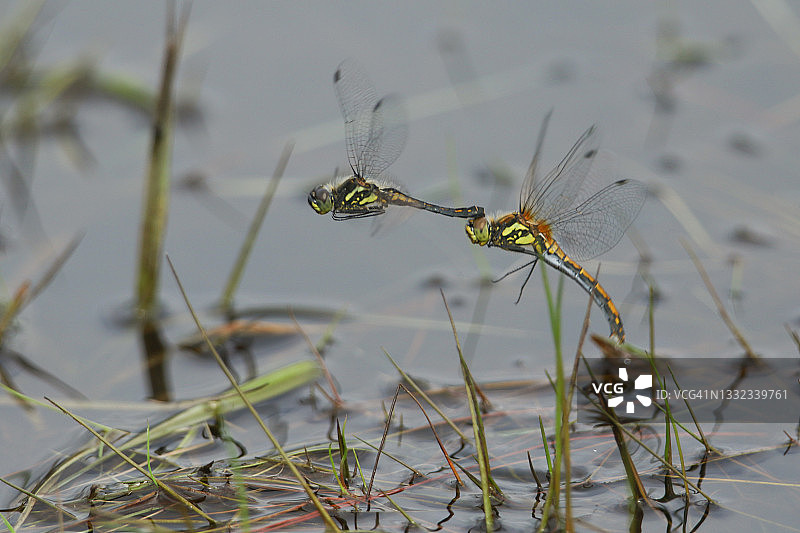 一对黑色蜻蜓在沼泽地区飞行产卵图片素材