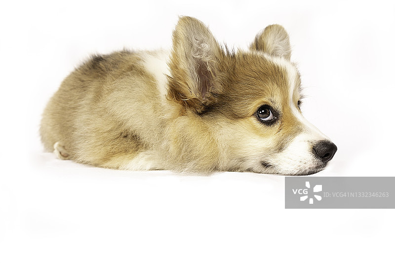 白色背景上的蓬松小狗图片素材