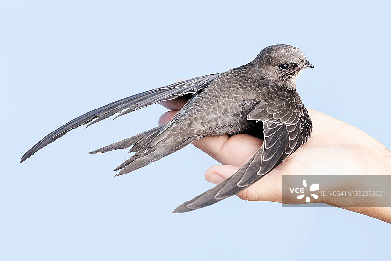 蓝色背景上手持雨燕的女孩图片素材