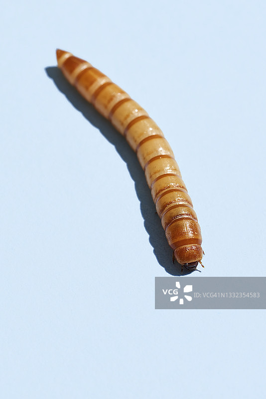 蓝色背景上的黄色面包虫图片素材