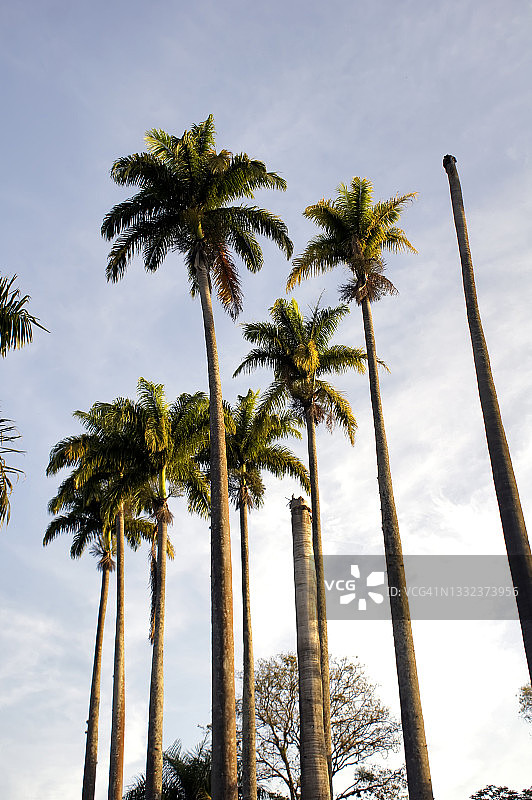 椰子树图片素材