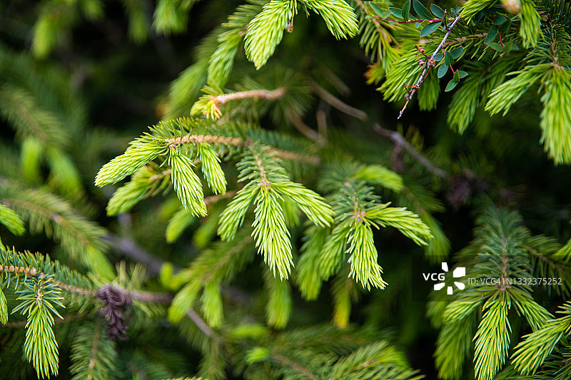 天山著名景点：吉尔吉斯斯坦楚河州琼凯明山谷科克奥伊罗克夏牧场图片素材