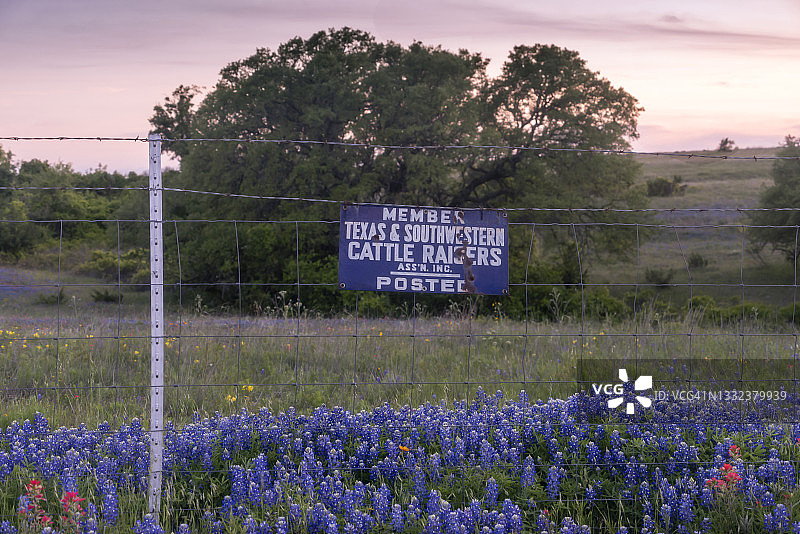 养牛人与蓝帽花图片素材