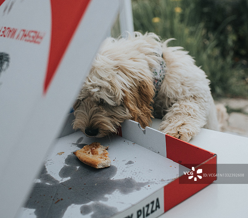小狗抓住机会从打开的外卖披萨盒里偷一块剩下的披萨图片素材