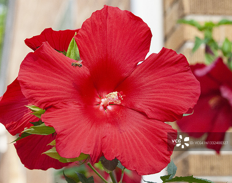 一只沾满花粉的蜜蜂飞过红花图片素材