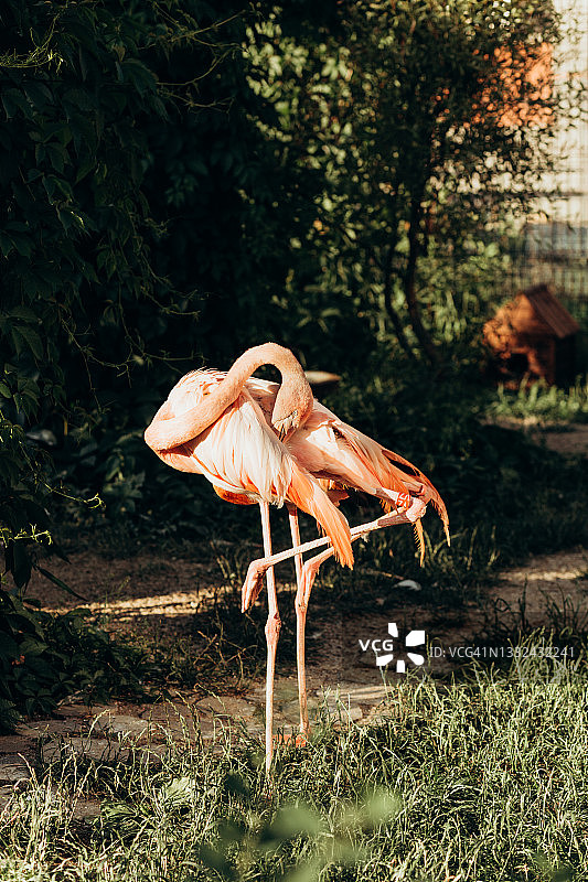 火烈鸟图案图片素材