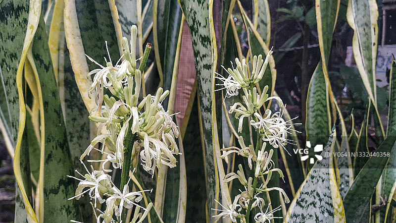 虎尾兰花图片素材