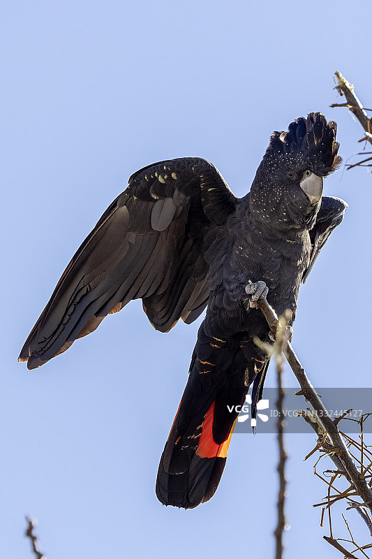红尾黑凤头鹦鹉图片素材