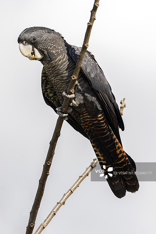 红尾黑凤头鹦鹉图片素材