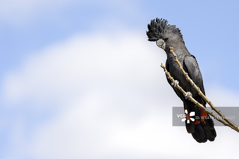 红尾黑凤头鹦鹉图片素材