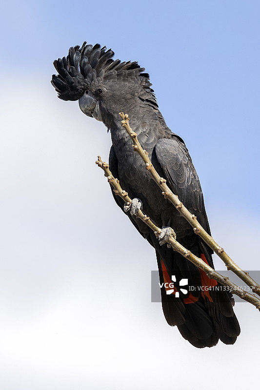 红尾黑凤头鹦鹉图片素材