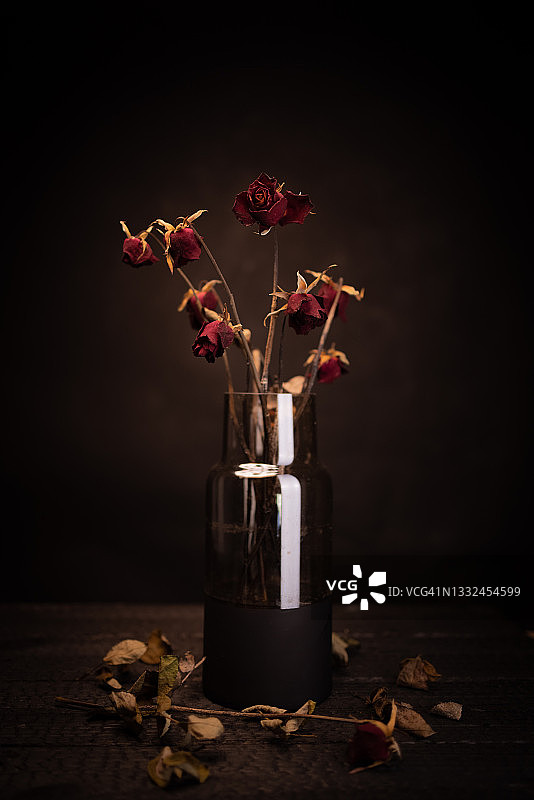 黑色背景上的枯萎玫瑰，栩栩如生图片素材