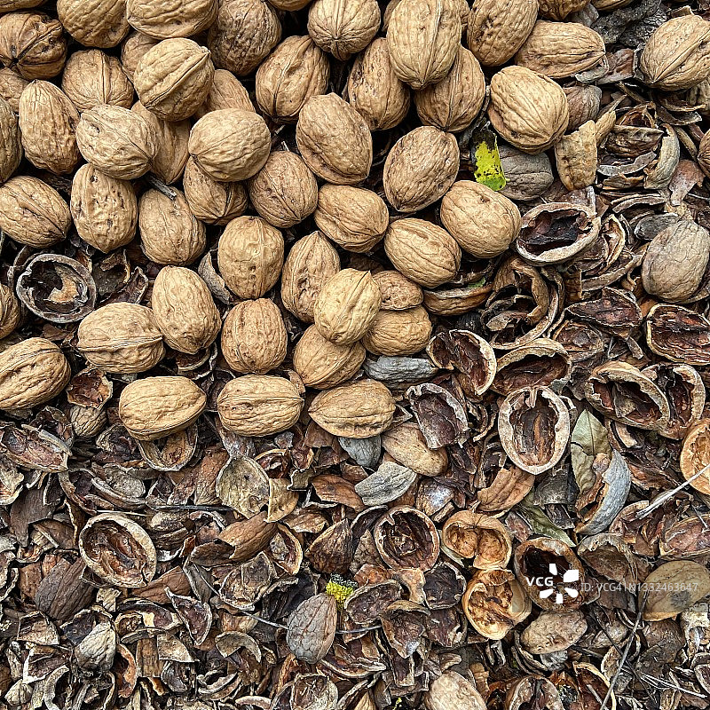 夏威夷果图片素材