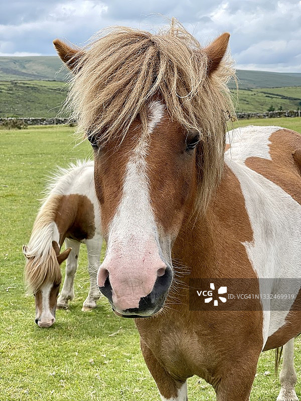 棕白色达特moor小马图片素材