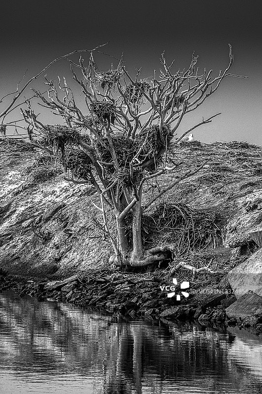 有鸟巢的枯树图片素材