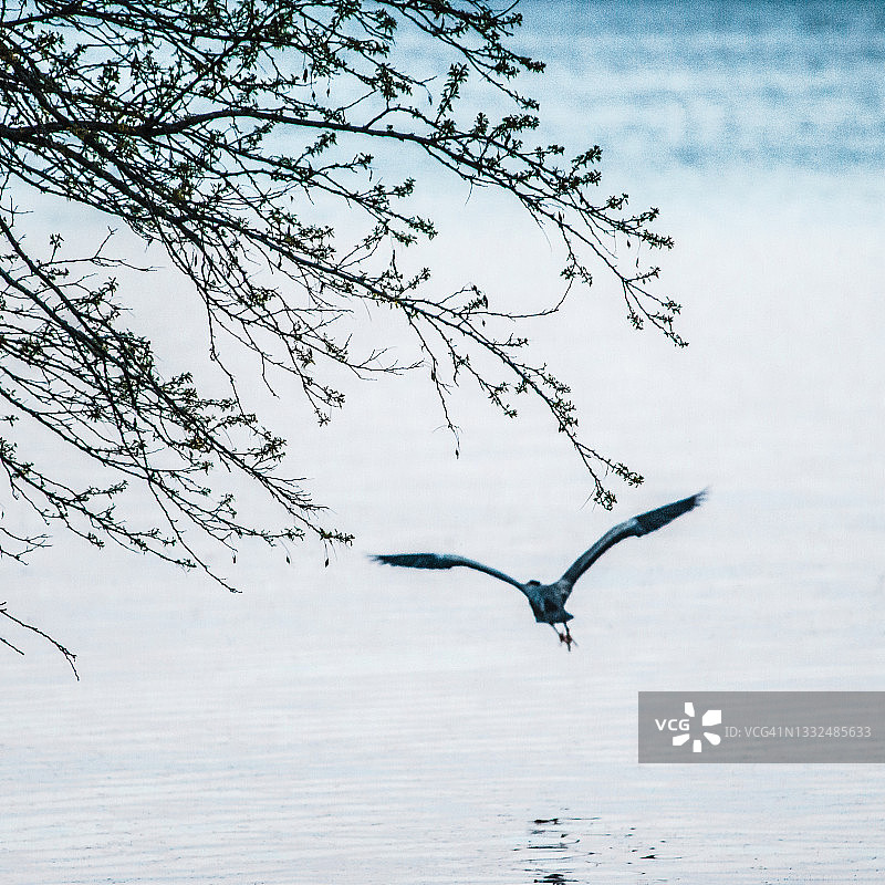 飞越安大略湖的蓝色大苍鹭图片素材