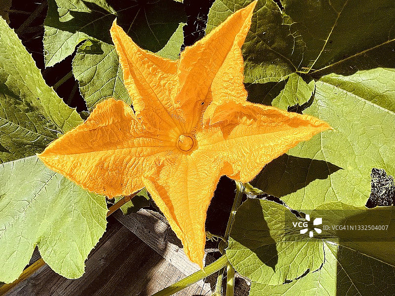 冬瓜花图片素材