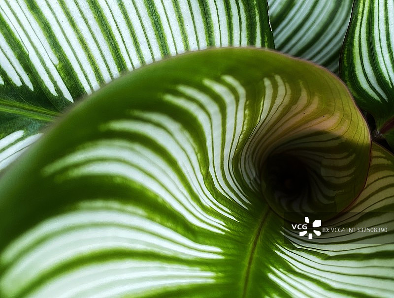 条纹竹芋叶子特写图片素材