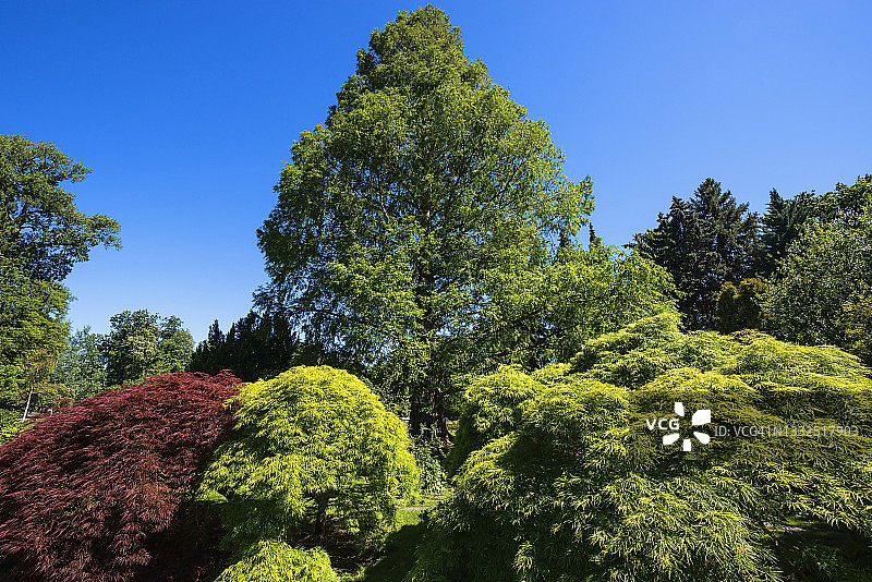 奥地利公共城市公园的树木图片素材