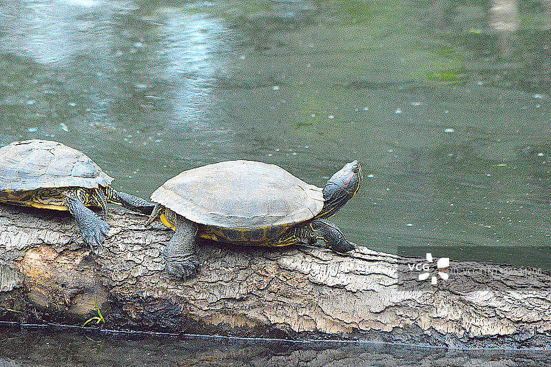 彩绘龟图片素材