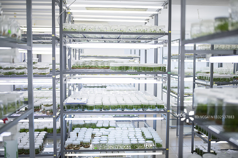 体外植物实验室的架子上放着样品图片素材