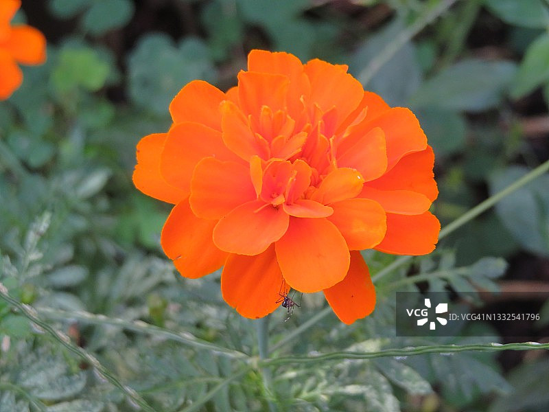 佛罗里达橙色荧光花朵图片素材