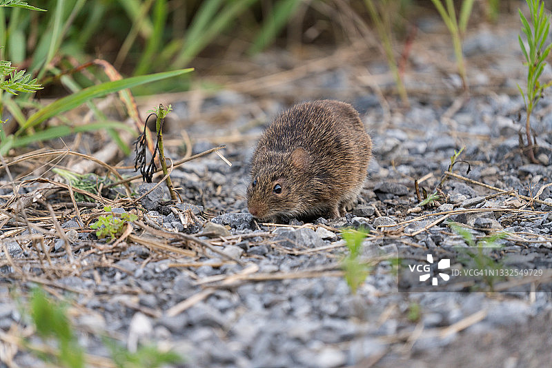 田野里的棕色老鼠图片素材