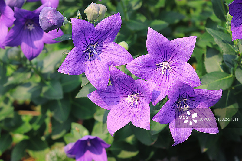 新鲜的桔梗花图片素材