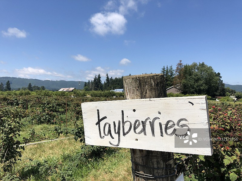 标示着泰莓生长的花园标志图片素材