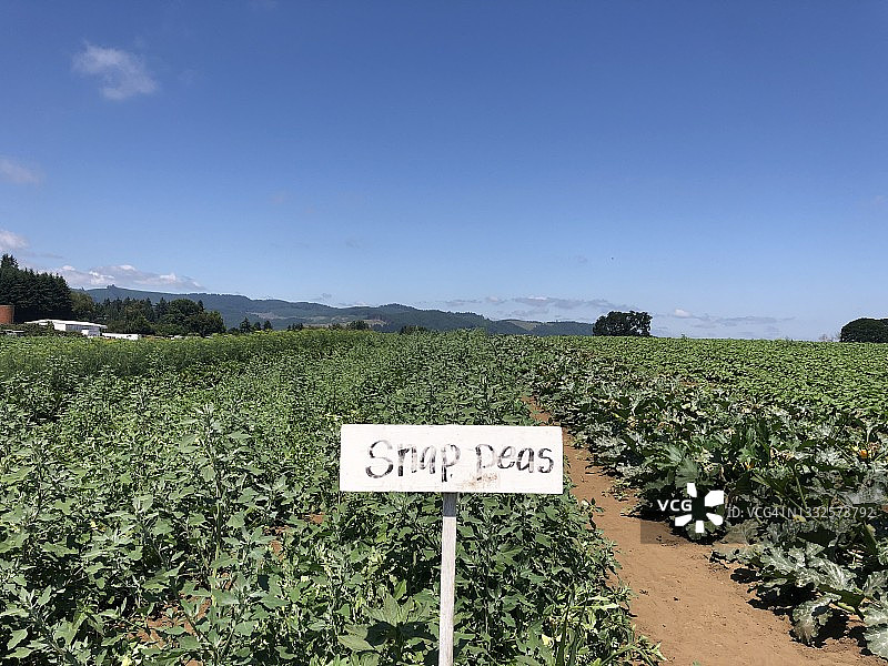 农场上指示豌豆生长位置的标牌图片素材