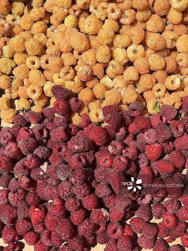 新鲜采摘的红色和黄色覆盆子俯视图图片素材