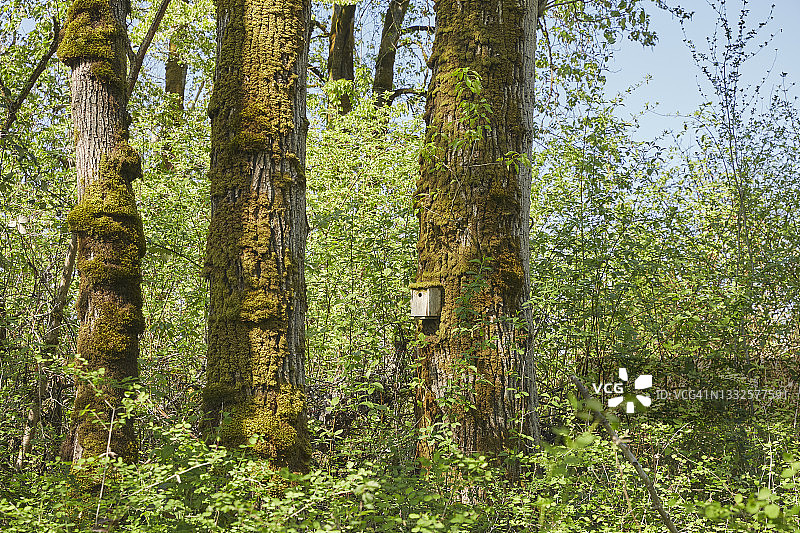 鲟鱼岛索维岛上的鸟舍图片素材