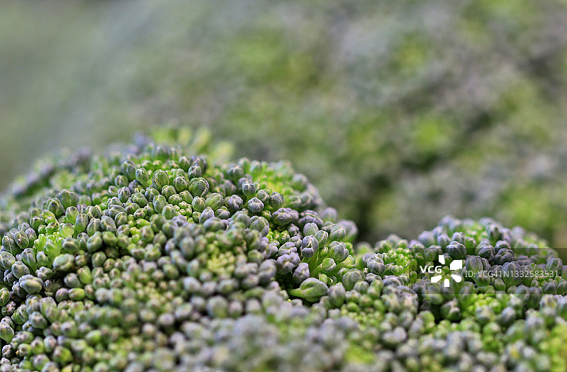 新鲜西兰花头部特写：花球和花蕾全景图片素材