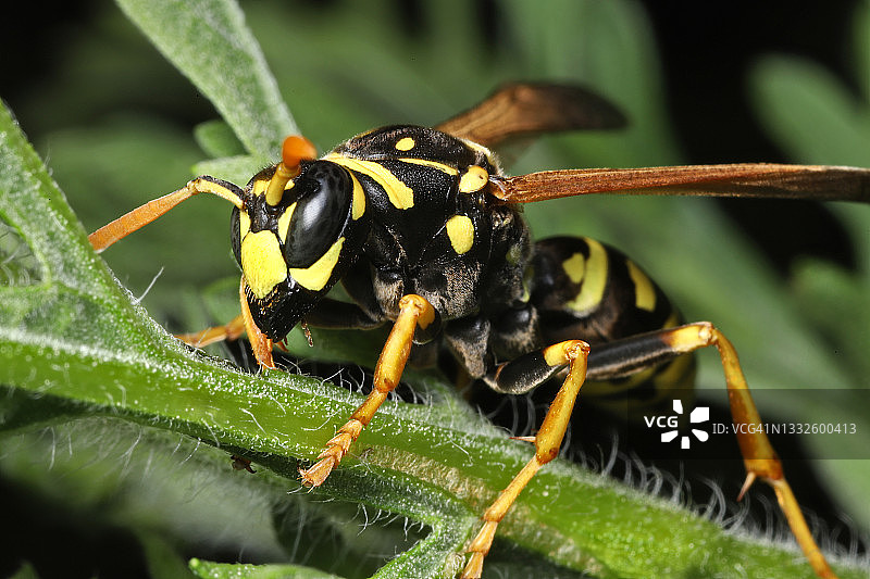 欧洲纸胡蜂图片素材