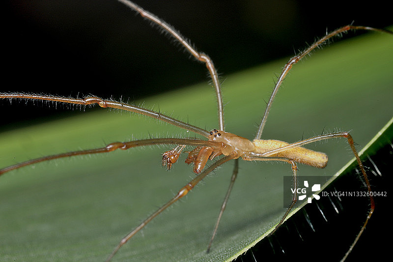 长颚蜘蛛图片素材