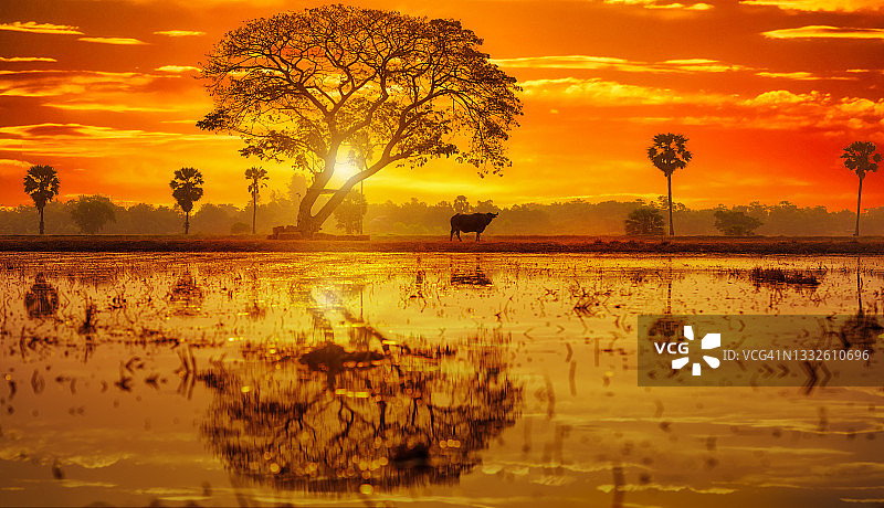日出时分剪影风格图片素材