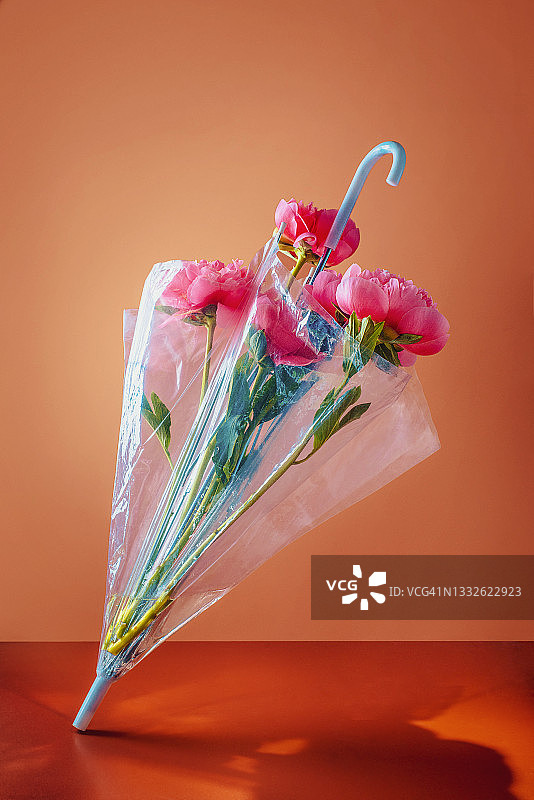 透明伞中的粉色牡丹，暖色调春日鲜花静物图片素材