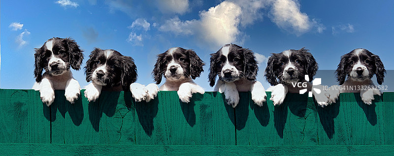 六只可爱的西班牙小狗隔着绿色木栅栏好奇地看着外面的世界图片素材