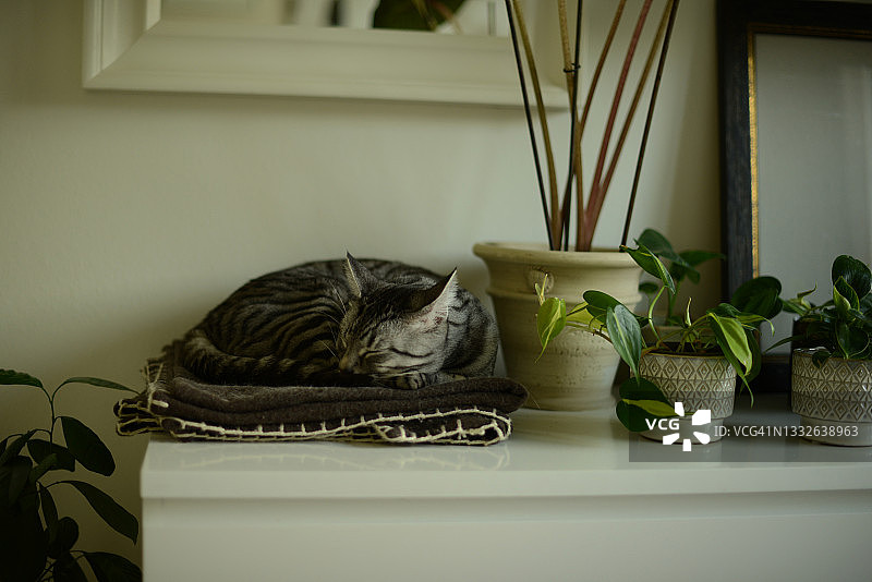 睡在白色橱柜上的猫图片素材