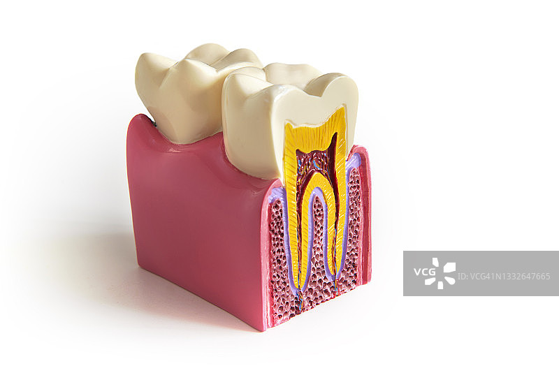 白色背景上的健康牙齿模型图片素材