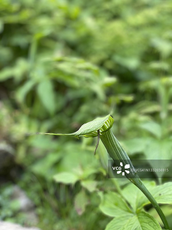 眼镜蛇瓶子草图片素材