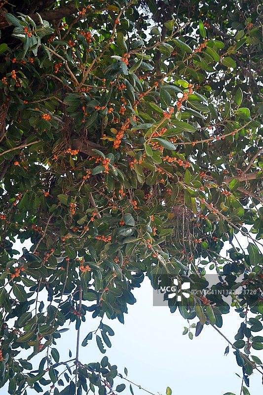 榕树/果实/树木/印度图片素材