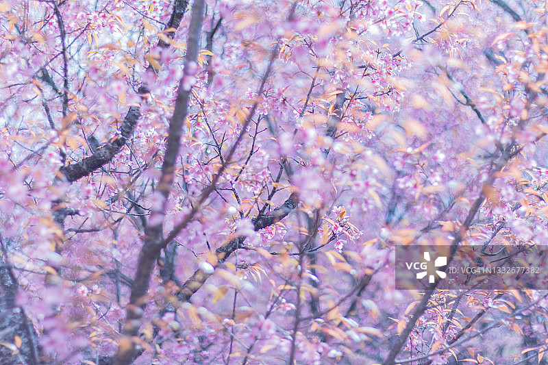 泰国清迈茵他侬山国家公园樱花盛开图片素材